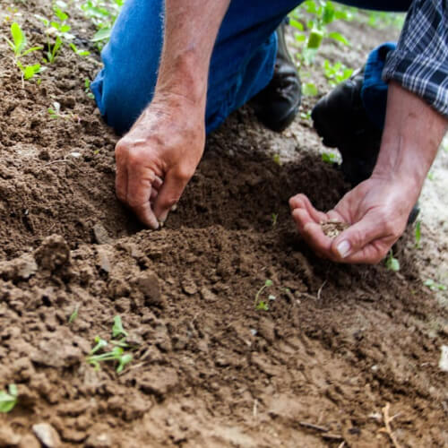 Agriculture