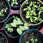 Seeds and Seedlings