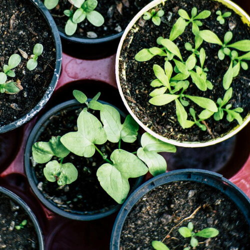 Seeds and Seedlings